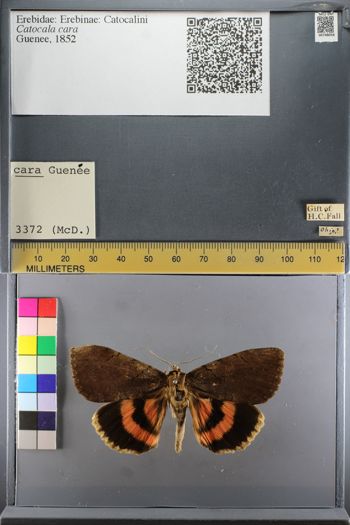 Media type: image;   Entomology 748058